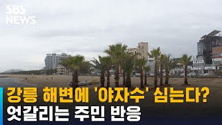 강릉 해변에 '야자수' 심는다?…엇갈리는 주민 반응 / SBS