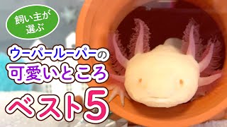 【飼い主が選ぶ】ウーパールーパーの可愛いところランキングベスト５！　/ウーパールーパー・飼育・かわいい・おもしろ・両生類・メキシコサンショウウオ・アホロートル・メキシコサラマンダー・動物