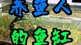 10几个鱼缸，每个鱼缸的真实状态 养鱼日记 生态鱼缸 鱼缸里的大自然 养鱼人