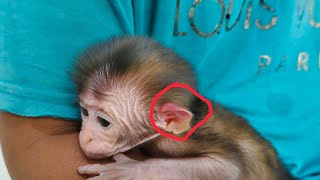 OMG ⁉️ I just realized that this new baby monkey's ears are red, what makes it red huh