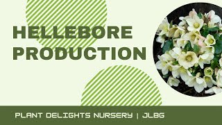 Hellebore (Lenten Rose) Production at Plant Delights Nursery