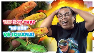 Top 5 Sự Thật Mình Rút Ra Được Từ Iguana Không Phải Ai Cũng Biết | Nam Ngô