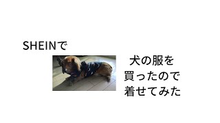 SHEINの服を着せてみた【Dachshund】