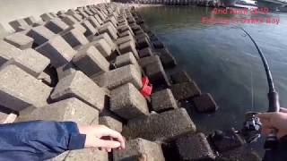 2nd April 2019 Fishing in Osaka Bay(only Mullets)