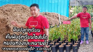 ดินปลูกทุเรียน ต้นพันธุ์ทุเรียนไซส์เล็กหมอนทองและหนามดำ \