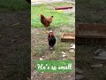 Serama rooster crowing! (Very cute!)