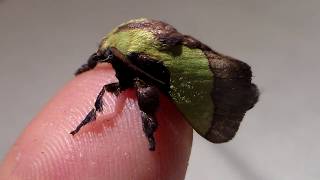 So Incredibly CUTE!! Small green moth! (Parasa lepida)