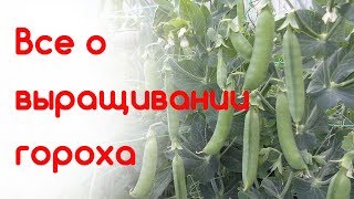 Все о выращивании гороха