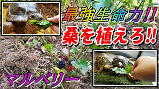 最強生命力の桑を植えろ！マルベリー  『餌代を0円にする簡単な方法！』放置するだけ！！Aldabra giant tortoise