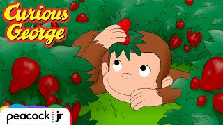 Hide and Seek with a Sheep | CURIOUS GEORGE