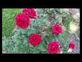 ROSES - 