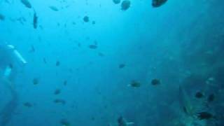 Thailand Koh Tao Diving [SAIL ROCK] 8