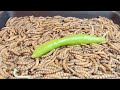 1000 worms eat hot pepper. timelapse with mealworms. कीड़े सुपर गर्म मिर्च खाते हैं । टाइमलैप्स