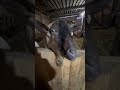 Наглый Маркиз хочет марковку ферма live animals farming