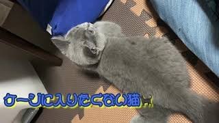 就寝時間だけどケージに入りたくない猫。ブリティッシュショートヘア子猫。