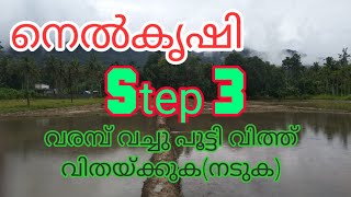 നെൽകൃഷി, നെൽകൃഷി step3/paddy farming step3/life beats