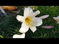 growing lilies from seed trumpet lilium regale