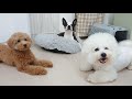 犬座談会　🐶ひみつきちなう！ 2🐶 チワワ ビションフリーゼ トイプードル マルチーズ ボストンテリア カニヘンダックス