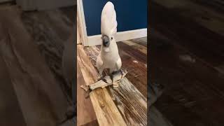 What the bird say?