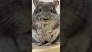 Have you ever seen a chinchilla's tongue?😋オヤツが待ちきれない!【チンチラさんの舌💭】#Shorts