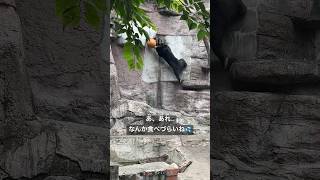 すごい格好でおやつを食べる～  マレーグマのマーサ  《天王寺動物園》