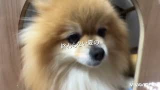 ポメラニアンのぶぅさんのミュージックビデオ📹　@keicreate #dog #cute #animal #Pomeranian