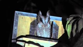 นกเค้ากู่ หรือ นกฮูก (Collared Scops Owl)