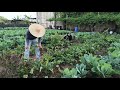 harvesting vegetables nag ani ng mga gulay