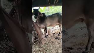 មេគោពូជខ្មែរផែនល្អណាស់cow is so cute Khmer #cow Khmer #animals Khmer #farm Khmer