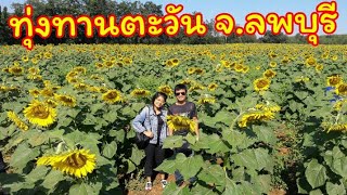 ทุ่งทานตะวัน จ.ลพบุรี