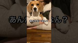 ウチの飼主大丈夫かな？と思うビーグル犬 #dog #beagle