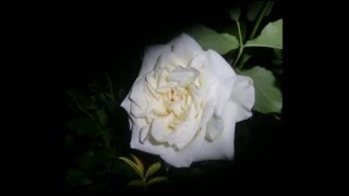 白い薔薇‐ふたつの責任～愛してる～