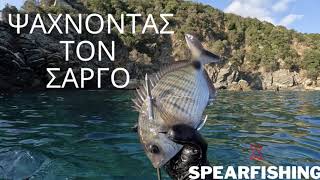 Ψάχνοντας τον Σαργό @spearfishingX