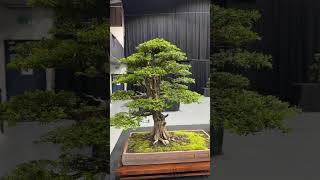 Majestic yew bonsai at The Bonsai Show Live  #bonsai