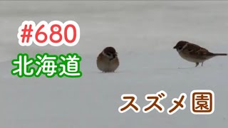 スズメさんの日常#680/北海道･札幌