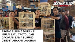 PROMO BURUNG MURAH !!! MURAI BATU TROTOL DAN GACORAN SAMA BURUNG CENDET ANAKAN LOLOHAN