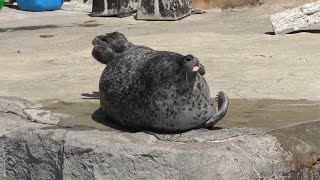 ゴマフアザラシ,旭川市旭山動物園,Spotted Seal,Asahiyama Zoo,Hokkaido,Japan