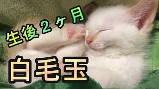 【白毛玉】生後2ヶ月子猫・兄弟といちゃいちゃ