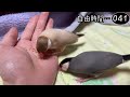 文鳥飼育日記シーズン2第516回目