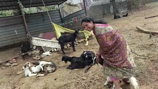 goat baby ridding with goat milking funny video @RGJ24