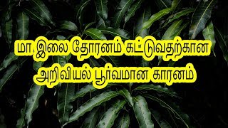 மாவிலை தோரணம் கட்டுவதன் அறிவியல் பூர்வமான காரணம்