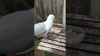 Impy the wild Seagull eats Pollock for dinner