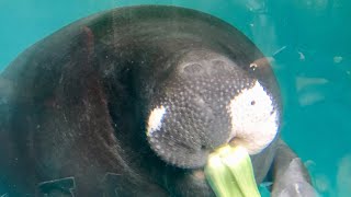 こう見えてボク草食男子なんです～　アマゾンマナティー　本園・植物園　熱川バナナワニ園へ行って来ました～　00128