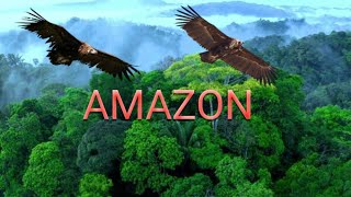 অ্যামাজনের গভীর জঙ্গল Beautiful Amazon forest dangerous amazon jungle