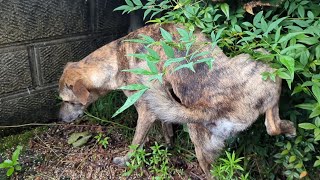 雨に濡れたくないぬ、中々おトイレ出来ない　元猟犬のプロットハウンド