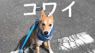 狂犬病注射にビビるワンジロー