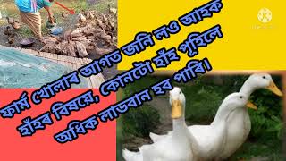 কোনটো প্ৰজাতিৰ হাঁহ পুহিলে অধিক লাভ কৰিব পাৰিব?# হাঁহ ৰ প্ৰজাতিৰ বিষয়ে জানো আহক। #DUCK BREED