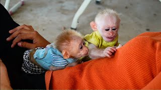Adorable So Much Mom Take Care Poor Monkey Aroy & Kapov Playing
