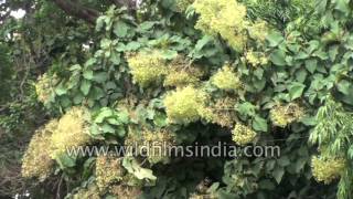 Teak tree forest (Tectona grandis) in flower:  Karnataka, South India