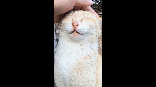 ナデナデしたらのどをゴロゴロ幸せそうな猫 野良猫 感動猫動画 #Shorts